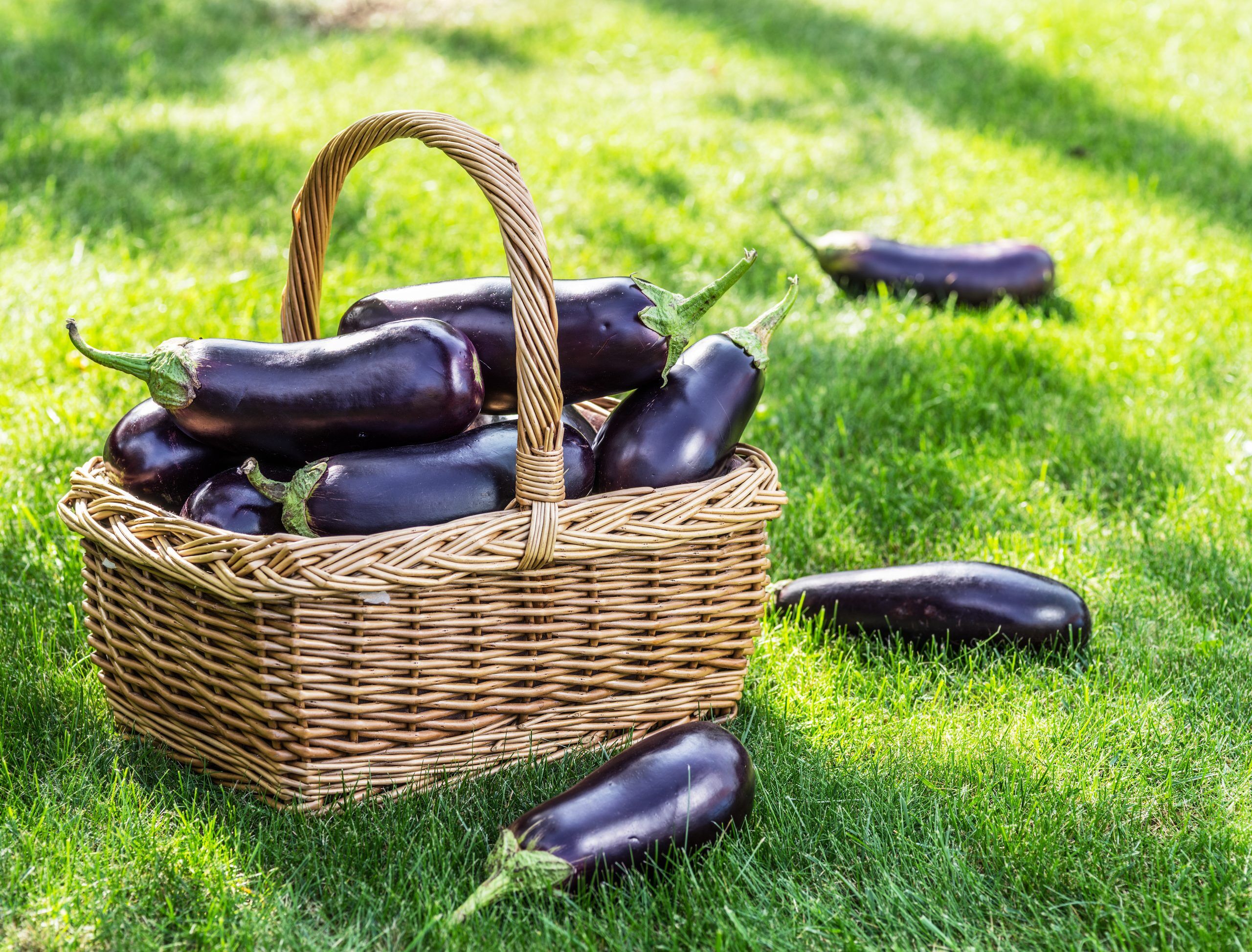 How to Grow Aubergine - Harvst