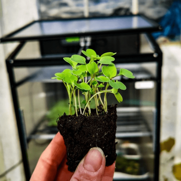 How to level up your gardening skills with Amazon Alexa - Setting Up Alexa With Smart Gardening System